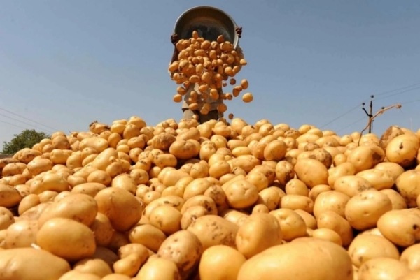 Урожай по методу легендарного фермера: как пенсионер-агроном озолотился на картофеле